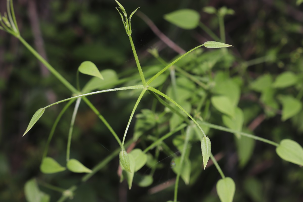 Rubia cordifolia L.